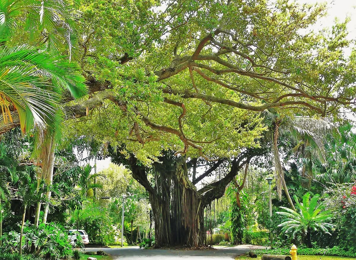 Banyan tree canopy over a street in Coconut Grove